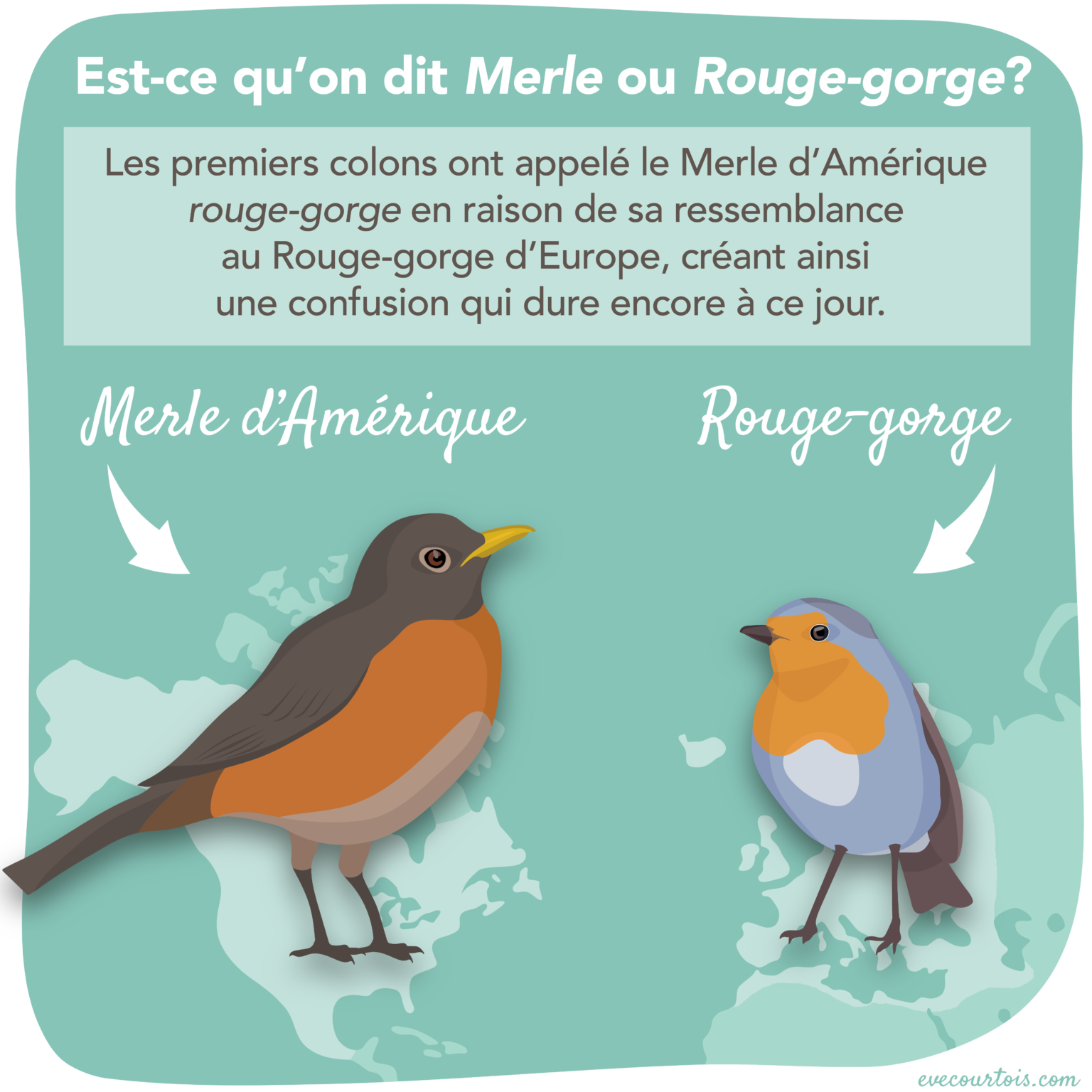 Merle ou Ève Courtois