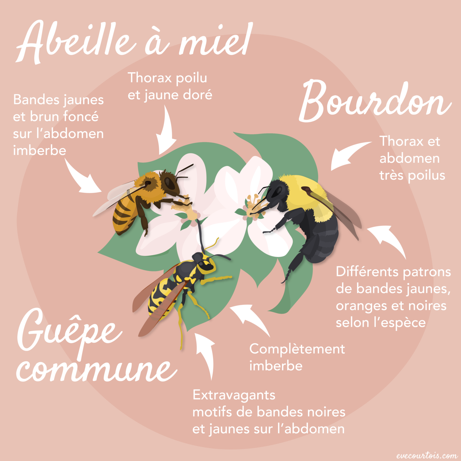 Abeille, bourdon ou guêpe? Ève Courtois Abeille, bourdon ou guêpe? Ève Courtois