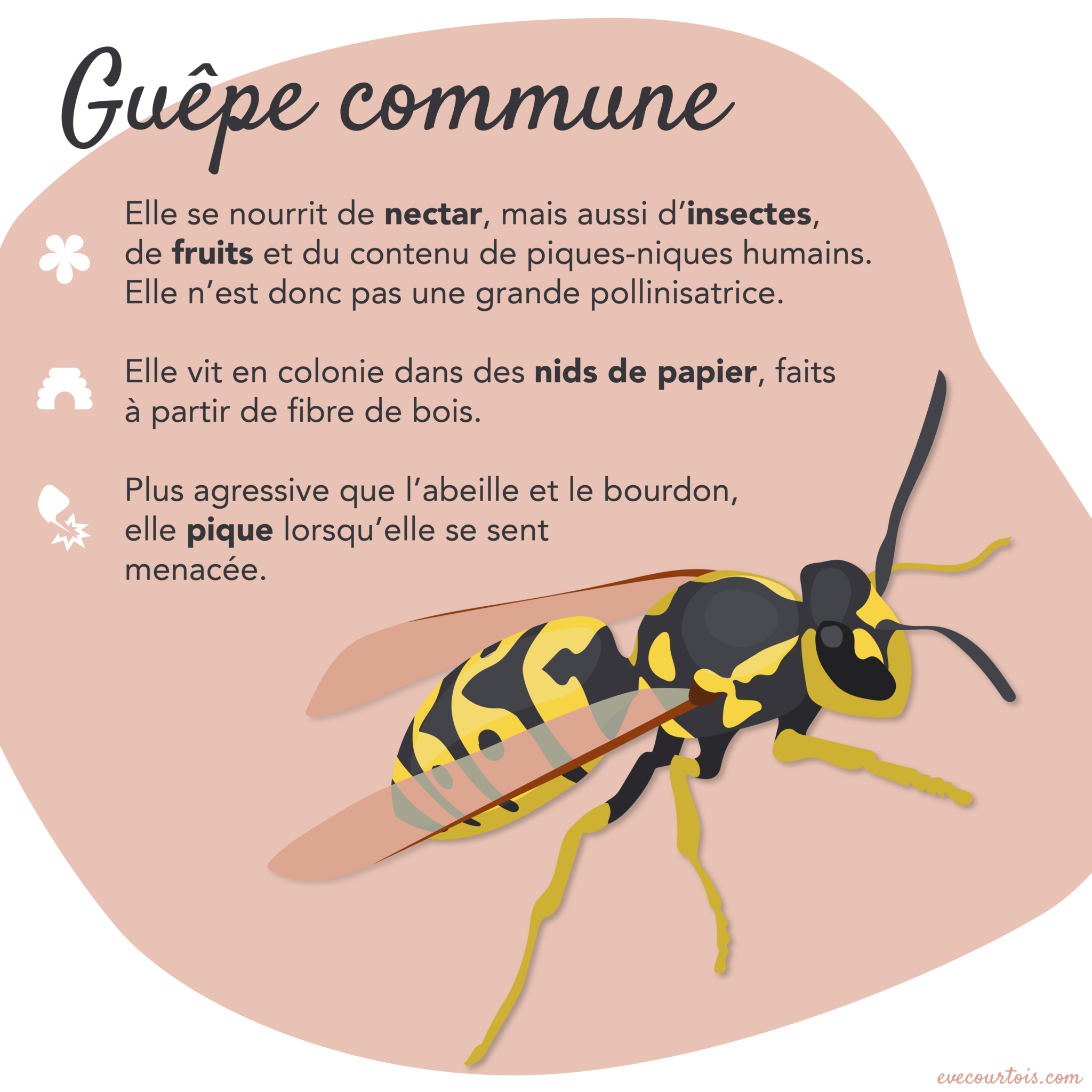 Abeille, bourdon ou guêpe? Ève Courtois Abeille, bourdon ou guêpe? Ève Courtois